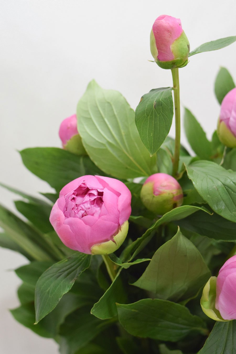 peonia